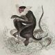 Original zoological plate "Guinea Monkey, Camail, Roloway - Buffon 1838"