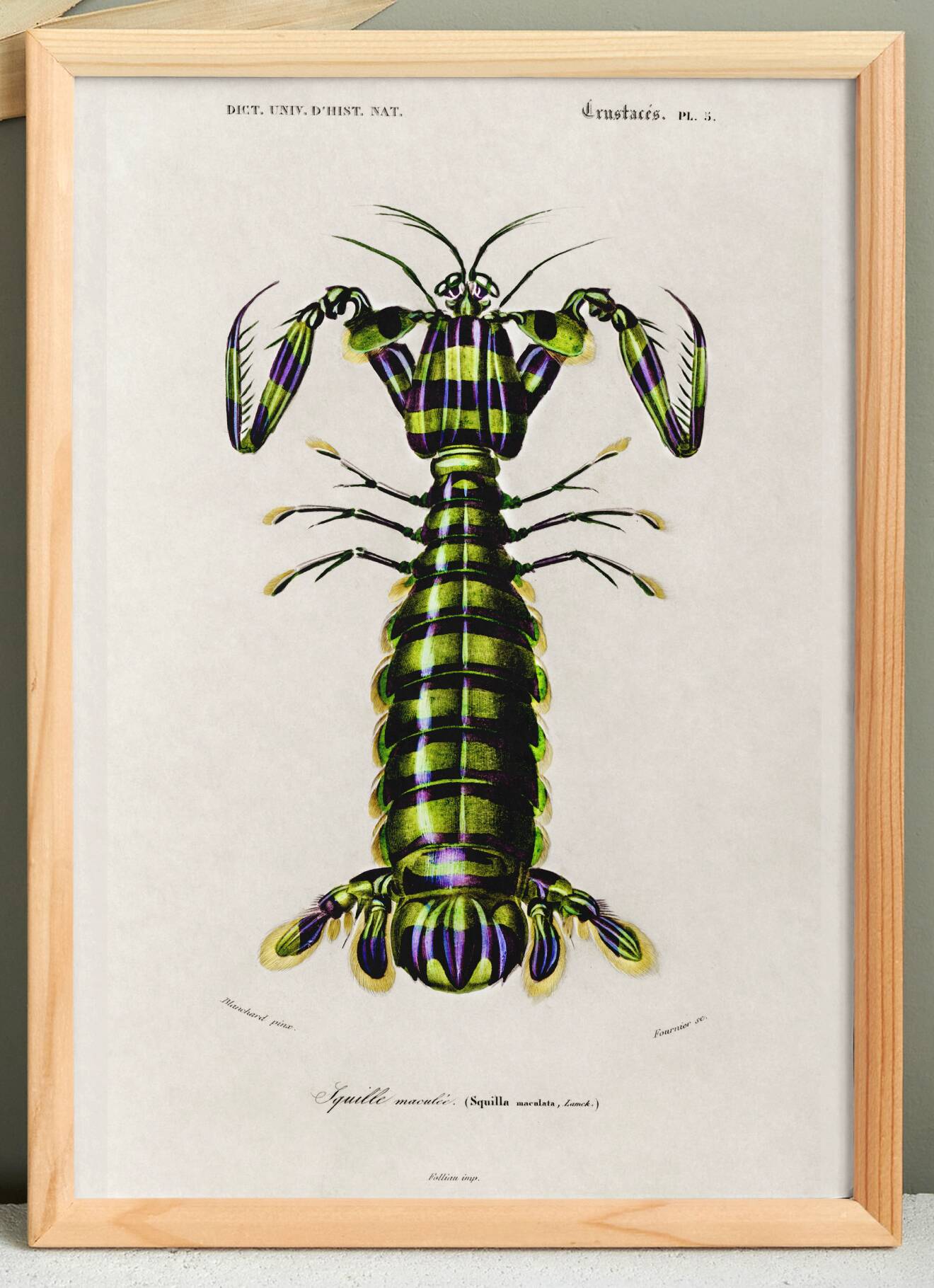 Poster about the mantis shrimp, based on an old engraving from 1849.