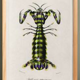 Poster about the mantis shrimp, based on an old engraving from 1849.
