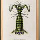 Poster about the mantis shrimp, based on an old engraving from 1849.