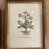 Pair of framed botanical prints