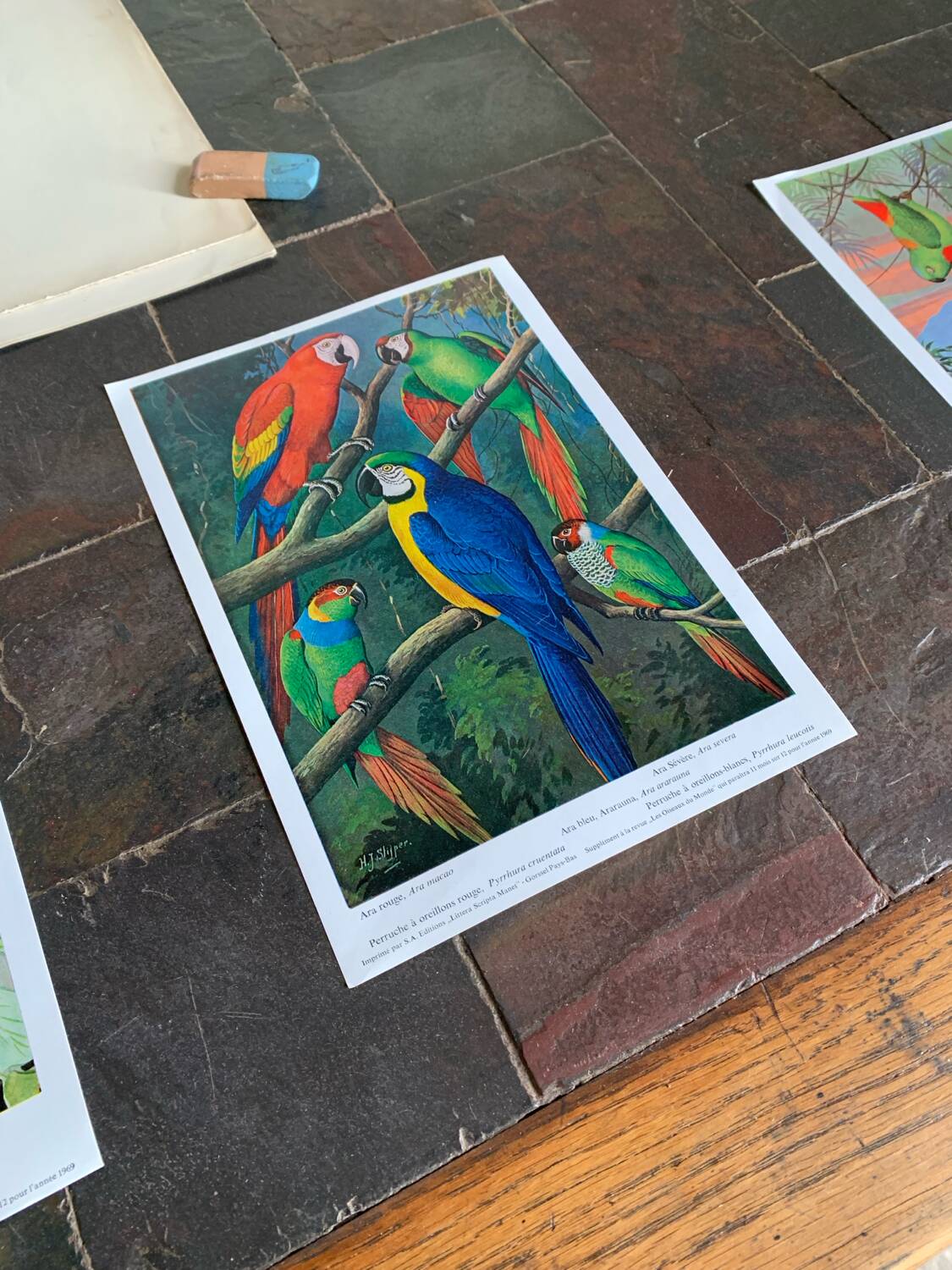 Affichette "Les Oiseaux du Monde" - 1969