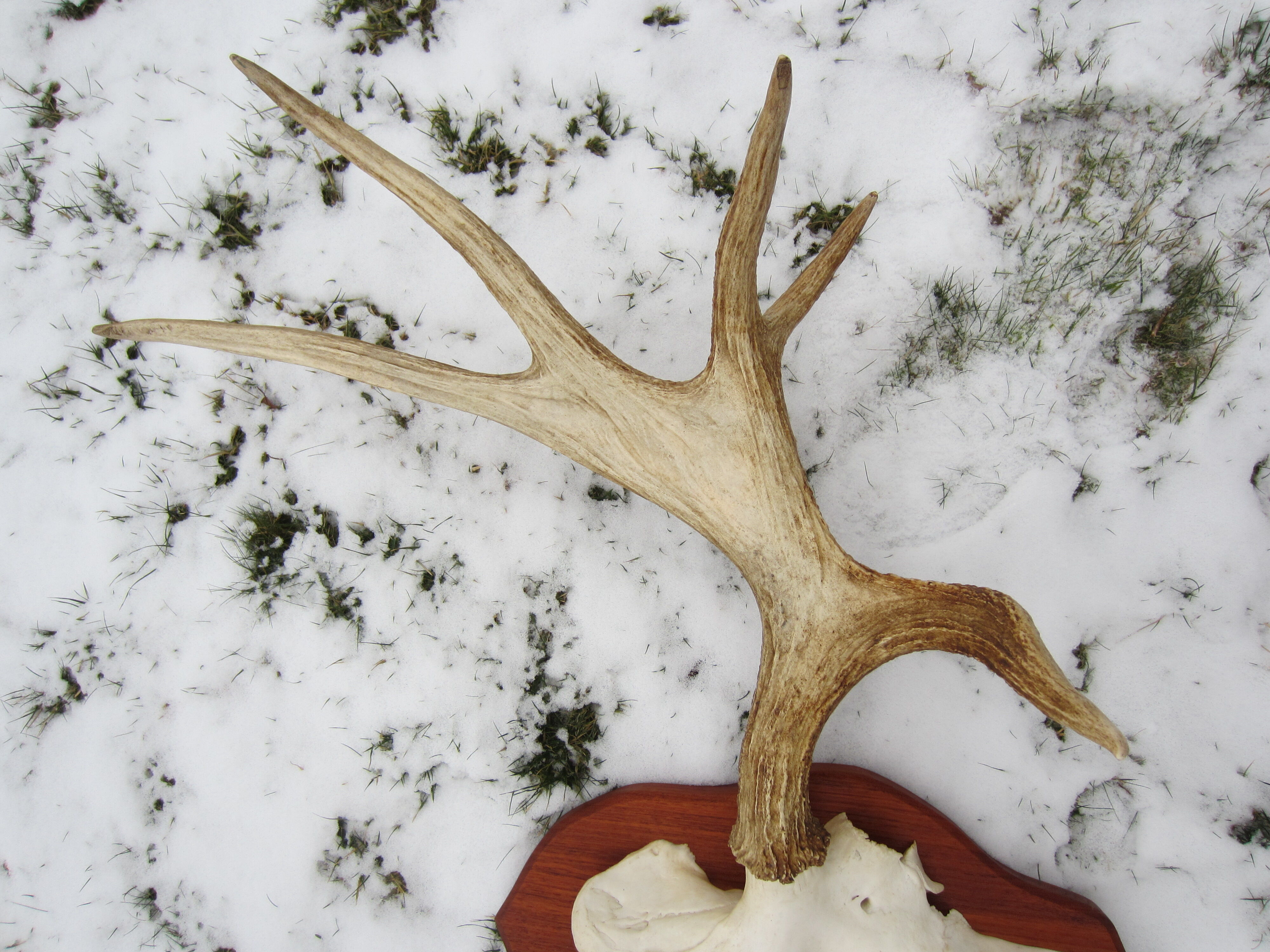 Trophée de chasse cornes d'élan