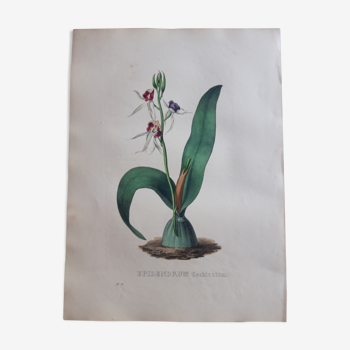 Botanical board Epidendrum Cochleatum