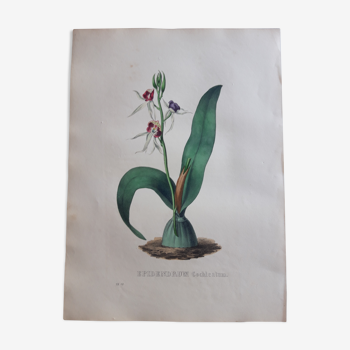 Planche botanique Epidendrum Cochleatum