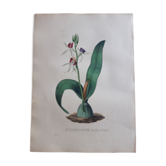 Planche botanique Epidendrum Cochleatum