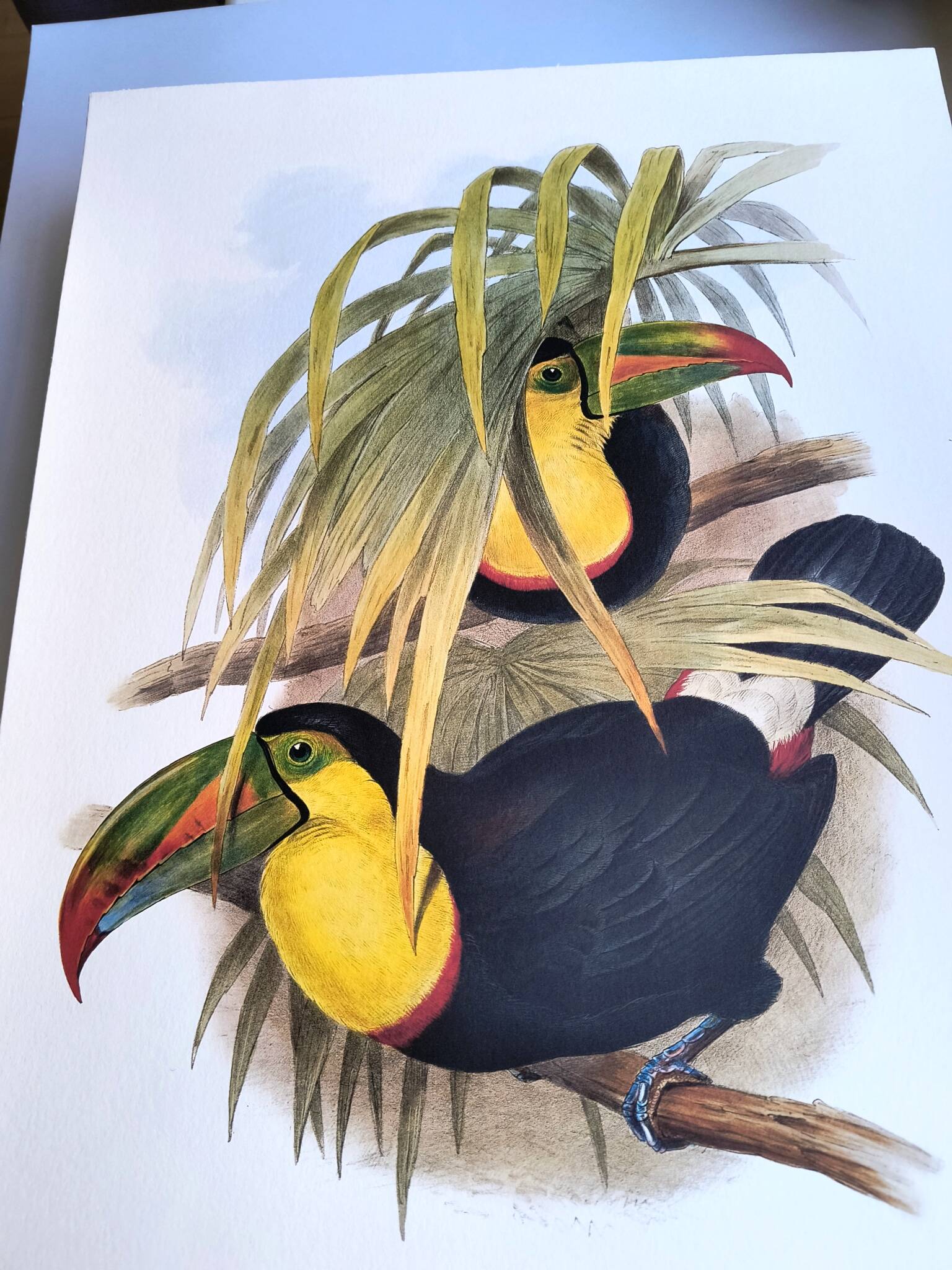 Illustration. Keel-billed Toucan by J. Gould – 33x49 cm – Antique bird print