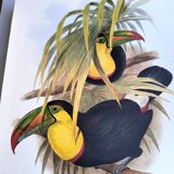 Illustration. Keel-billed Toucan by J. Gould – 33x49 cm – Antique bird print