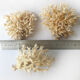 Lot de 3 petits buissons coraux du pacifique
