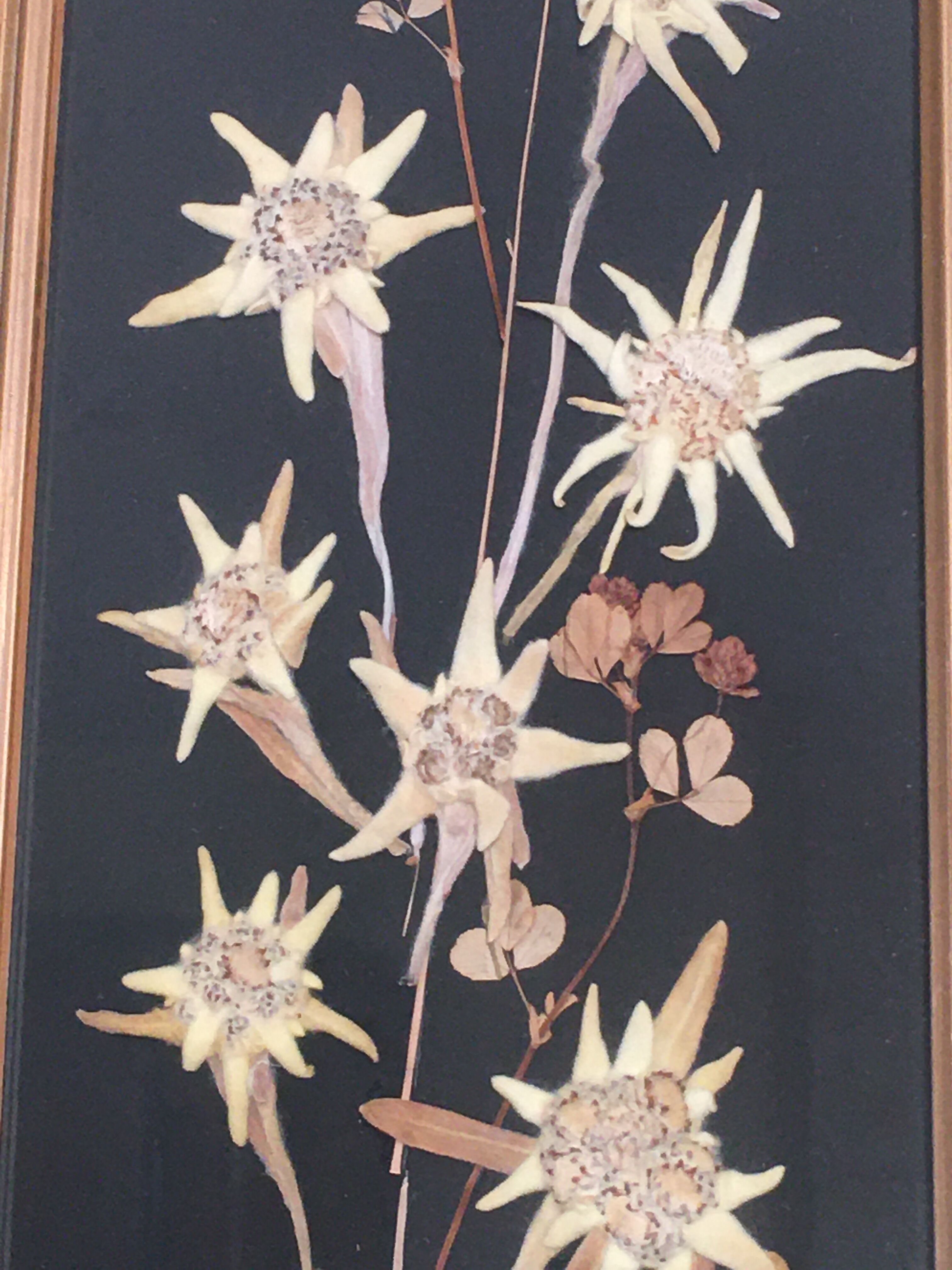 Mountain Herbier Edelweiss