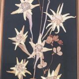 Mountain Herbier Edelweiss