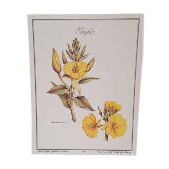 Evening primrose botanical board