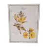 Evening primrose botanical board