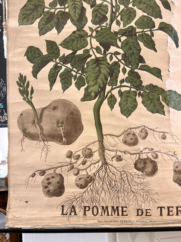 Old Deyrolle board "The potato"