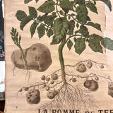 Old Deyrolle board "The potato"