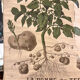 Ancienne planche Deyrolle “La pomme de terre”