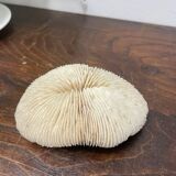 White coral