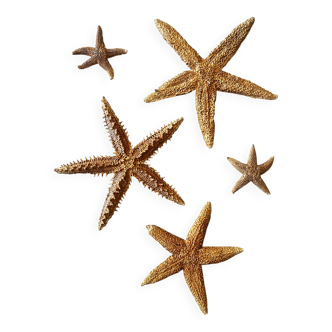 Etoiles de mer naturalisées