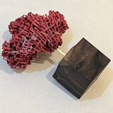 Corail rouge naturel ancien sur socle en bois d' ébène cabinet de curiosités