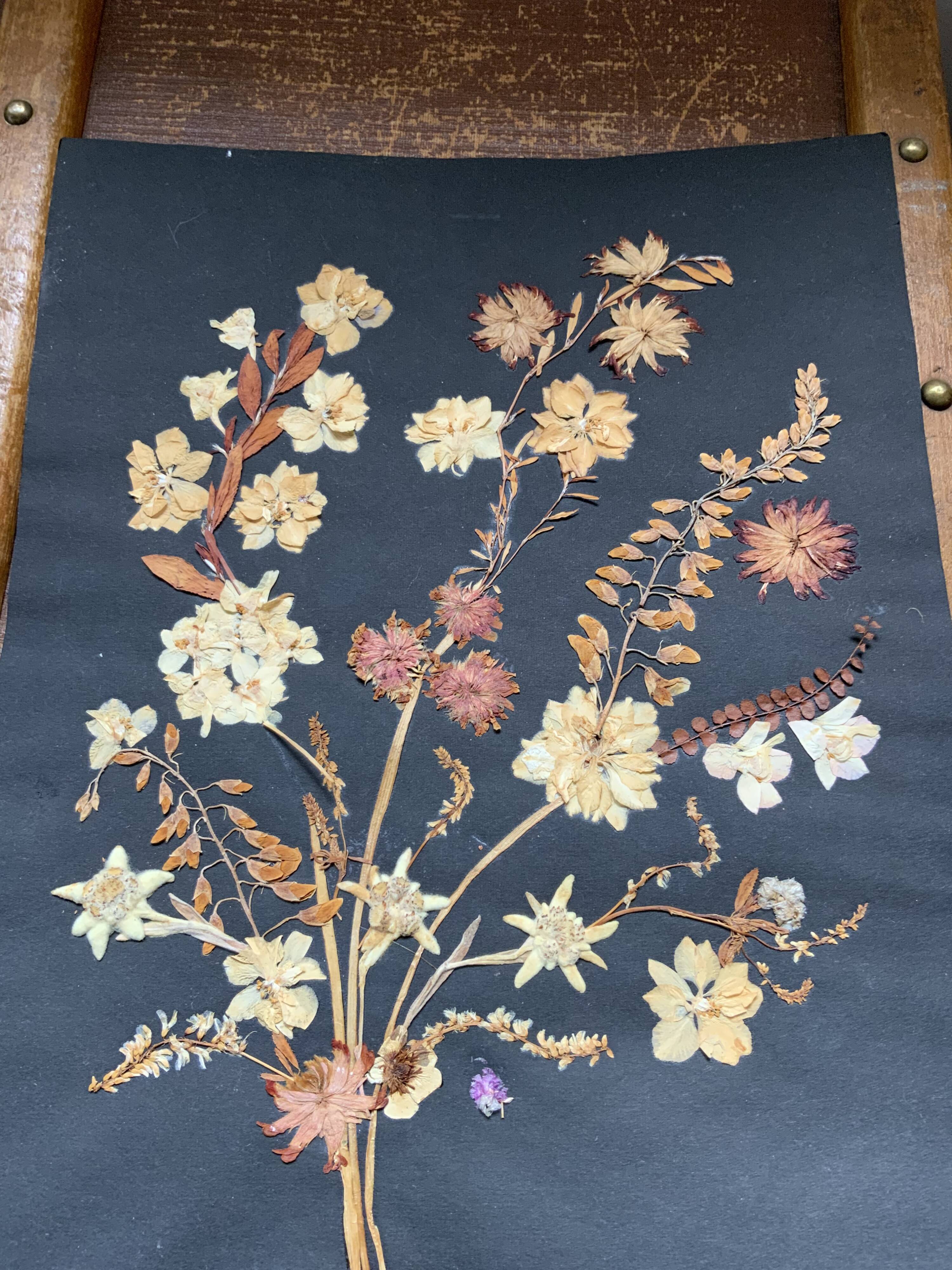 Herbarium ancient natural composition in flower and grass under glass