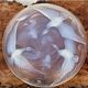 Verlys France opalescent dish ducks hunting fish - 471014
