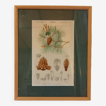Planche botanique ancienne, encadrée, représentant un pin maritime.
