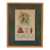 Old botanical plate, framed, representing a maritime pine.