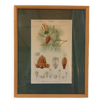 Old botanical plate, framed, representing a maritime pine.