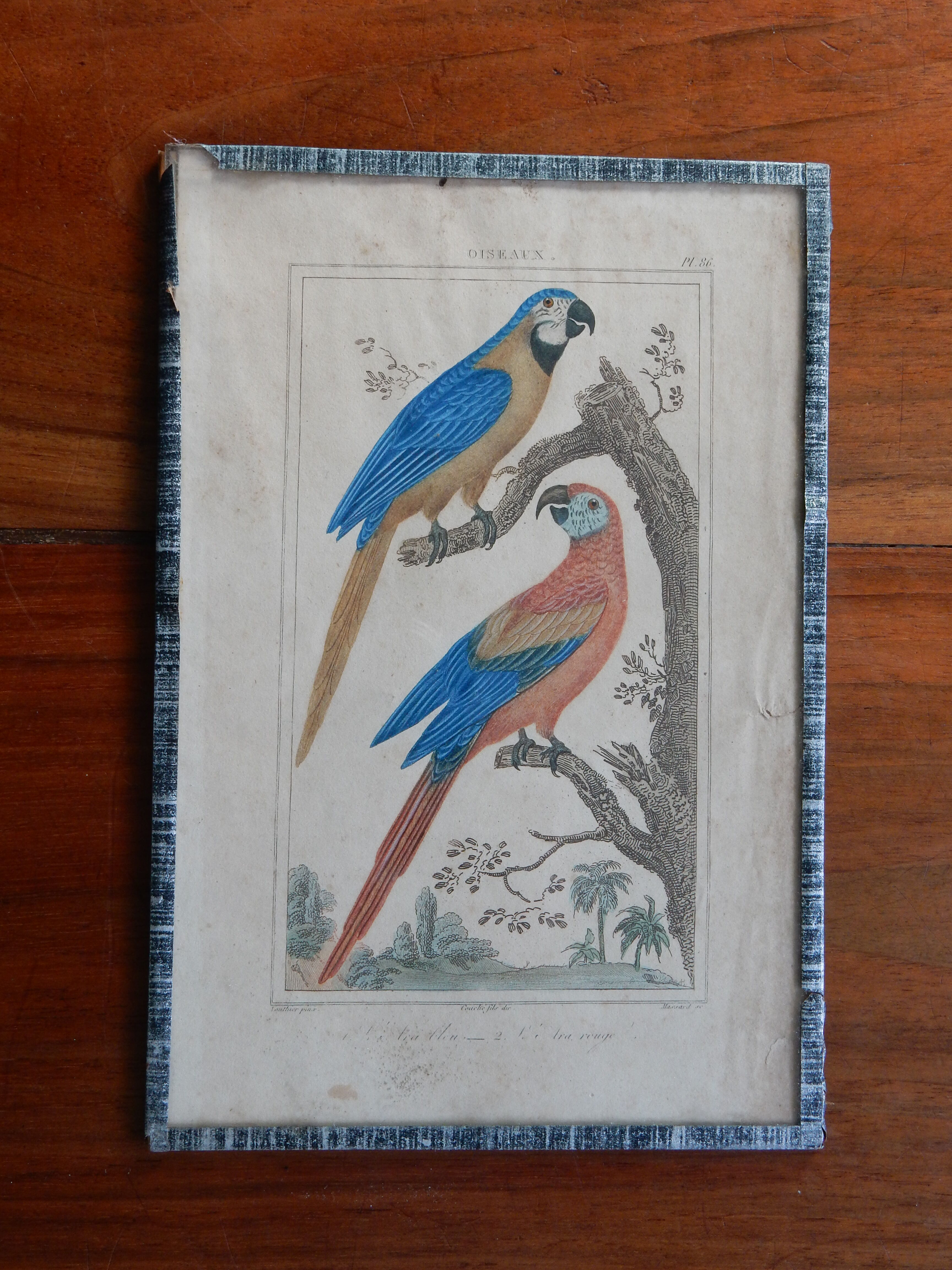 Original engraving 18th century Buffon