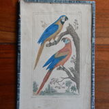 Original engraving 18th century Buffon