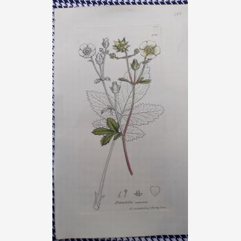 Gravure Botanique, chic anglais, 1801 by Sowerby : Potentilla rupestris