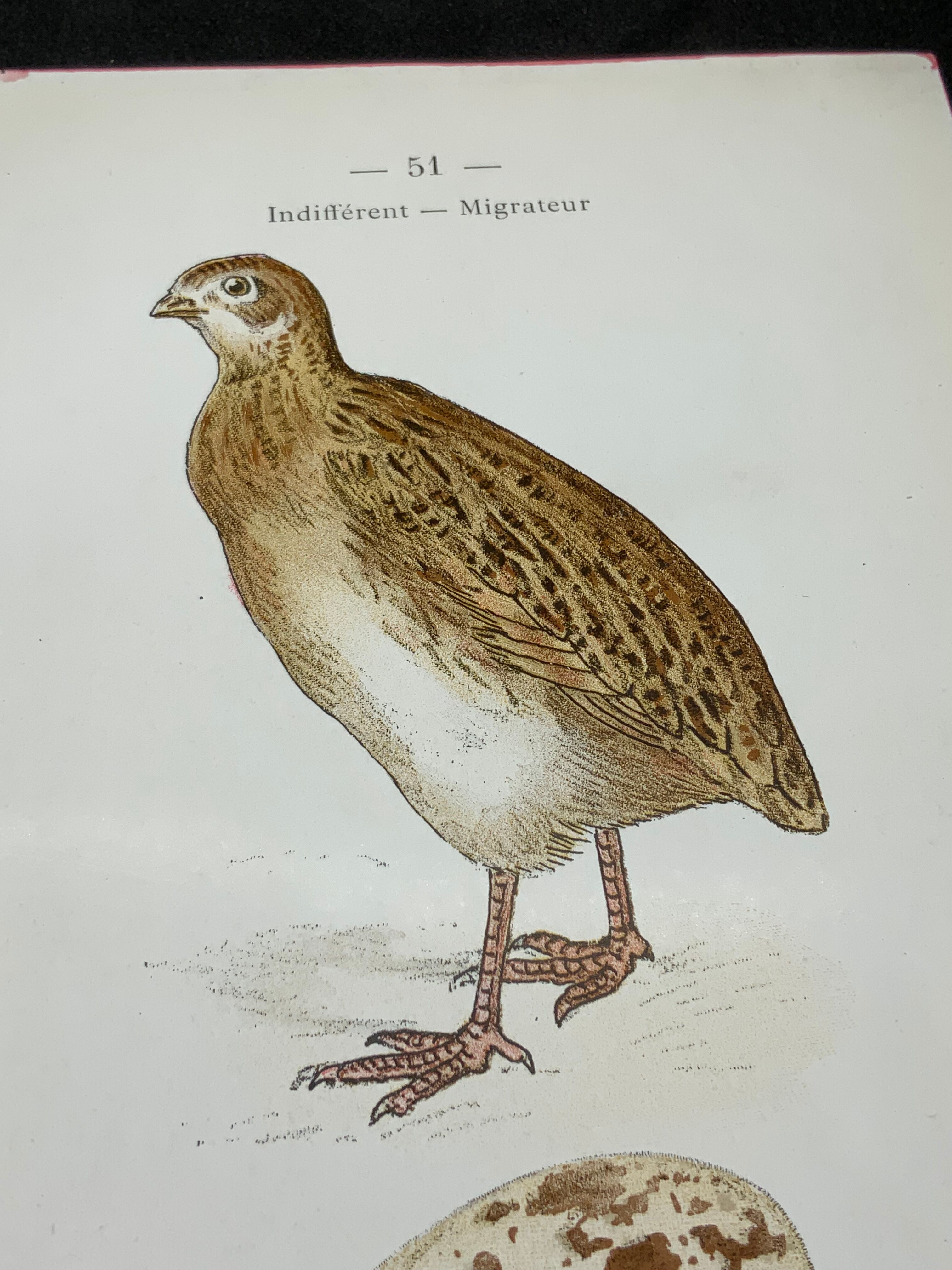 Naturalist plate old birds double-sided engraving work 1908 G. Denise