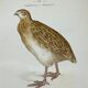 Naturalist plate old birds double-sided engraving work 1908 G. Denise