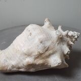 Giant shell