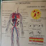 Displays educational vintage circulation / heart