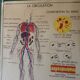 Displays educational vintage circulation / heart