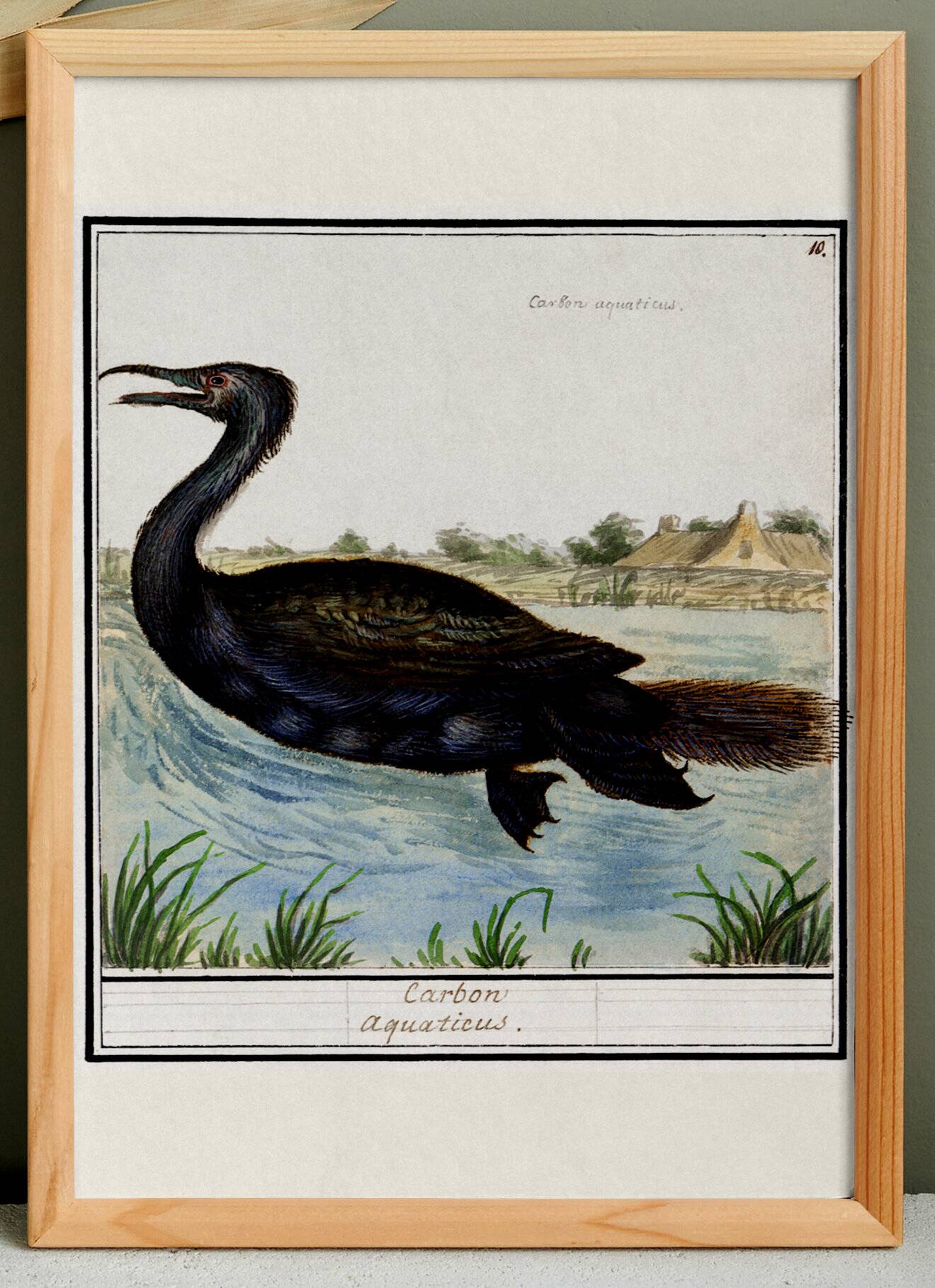 Small poster about the cormorant, after an old engraving from 1610.