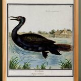 Small poster about the cormorant, after an old engraving from 1610.