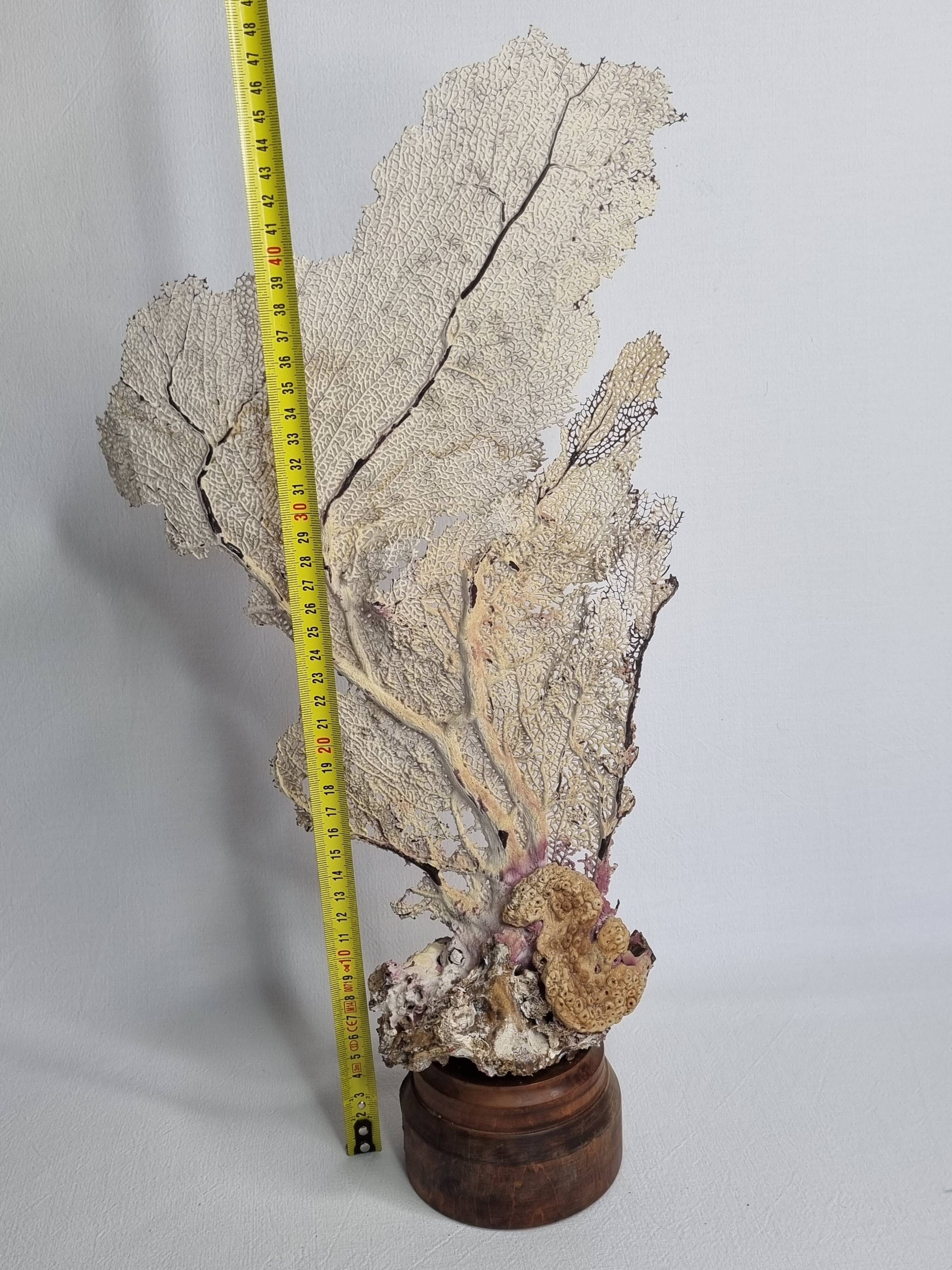 Large natural fan coral on wooden base, Height 47 cm