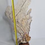 Large natural fan coral on wooden base, Height 47 cm