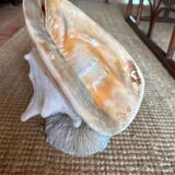 Extra large sea snail shell
