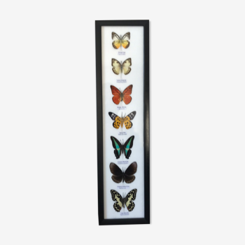 Cadre papillons assortiment de 7 - 53 x 14