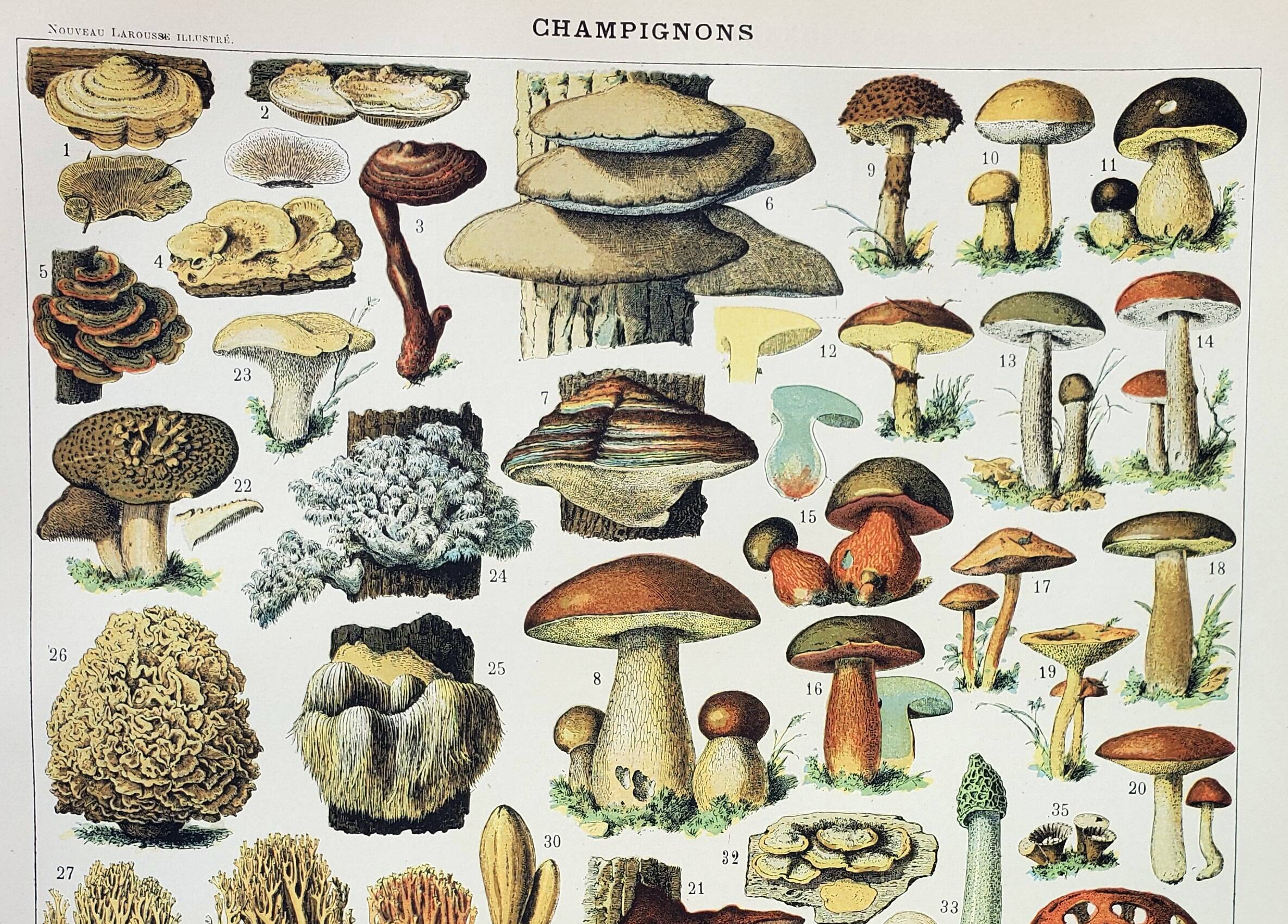 Old engraving 1898, Mushrooms 2, picking • Original and vintage lithograph