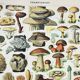 Old engraving 1898, Mushrooms 2, picking • Original and vintage lithograph