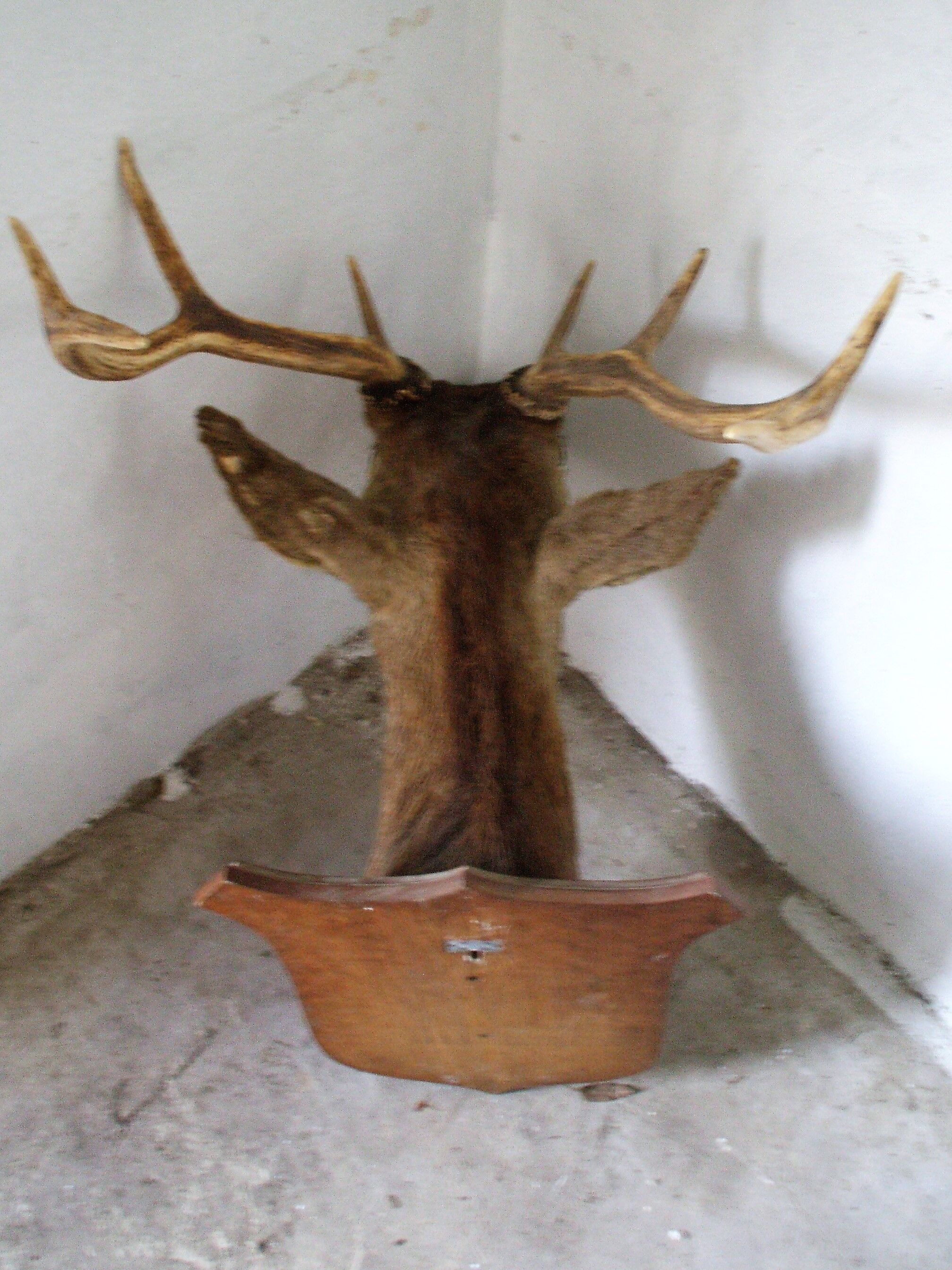 Trophy deer head on coat of arms