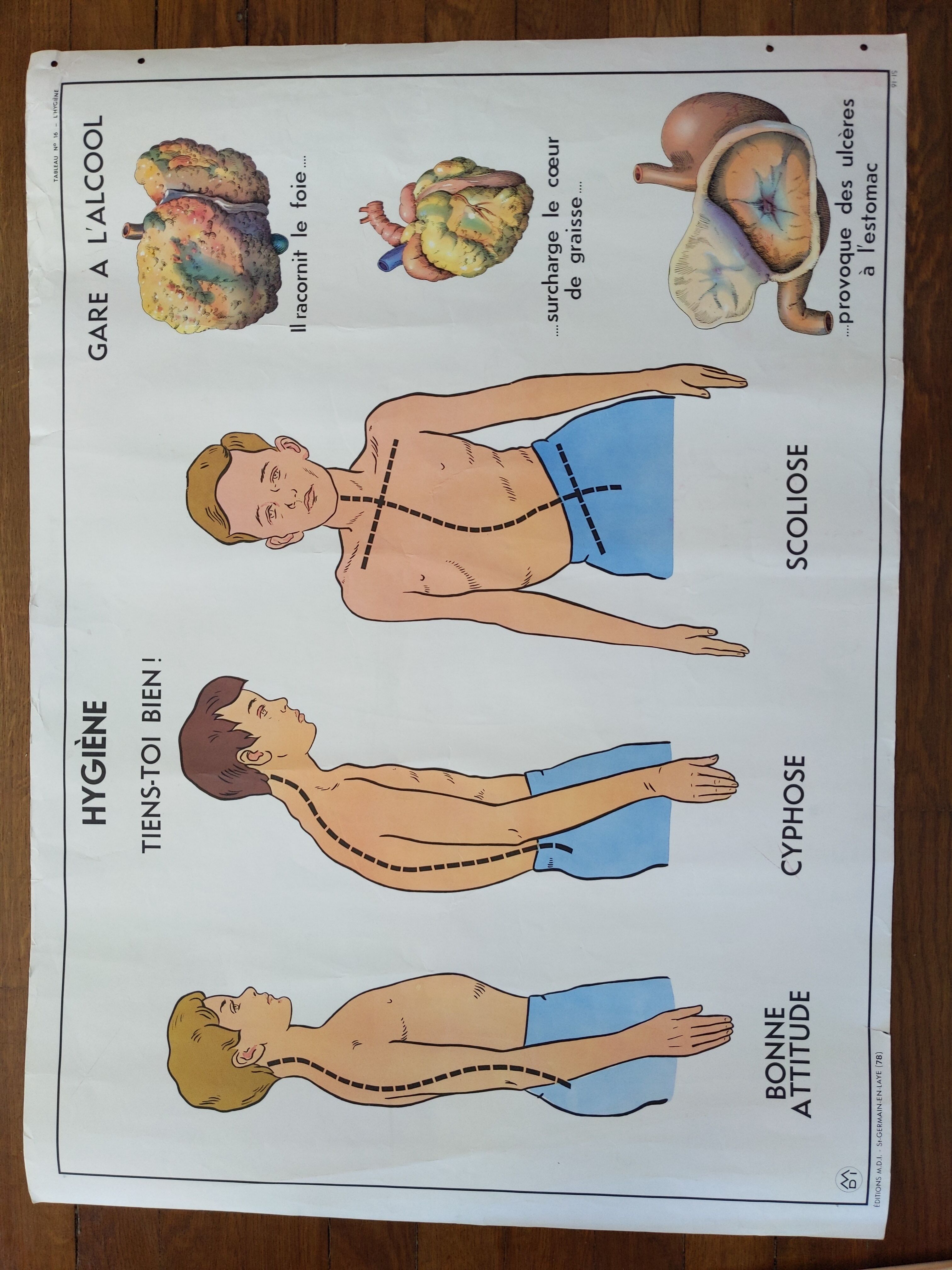 Old vintage school poster mdi excretion skeleton and liver