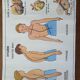 Old vintage school poster mdi excretion skeleton and liver