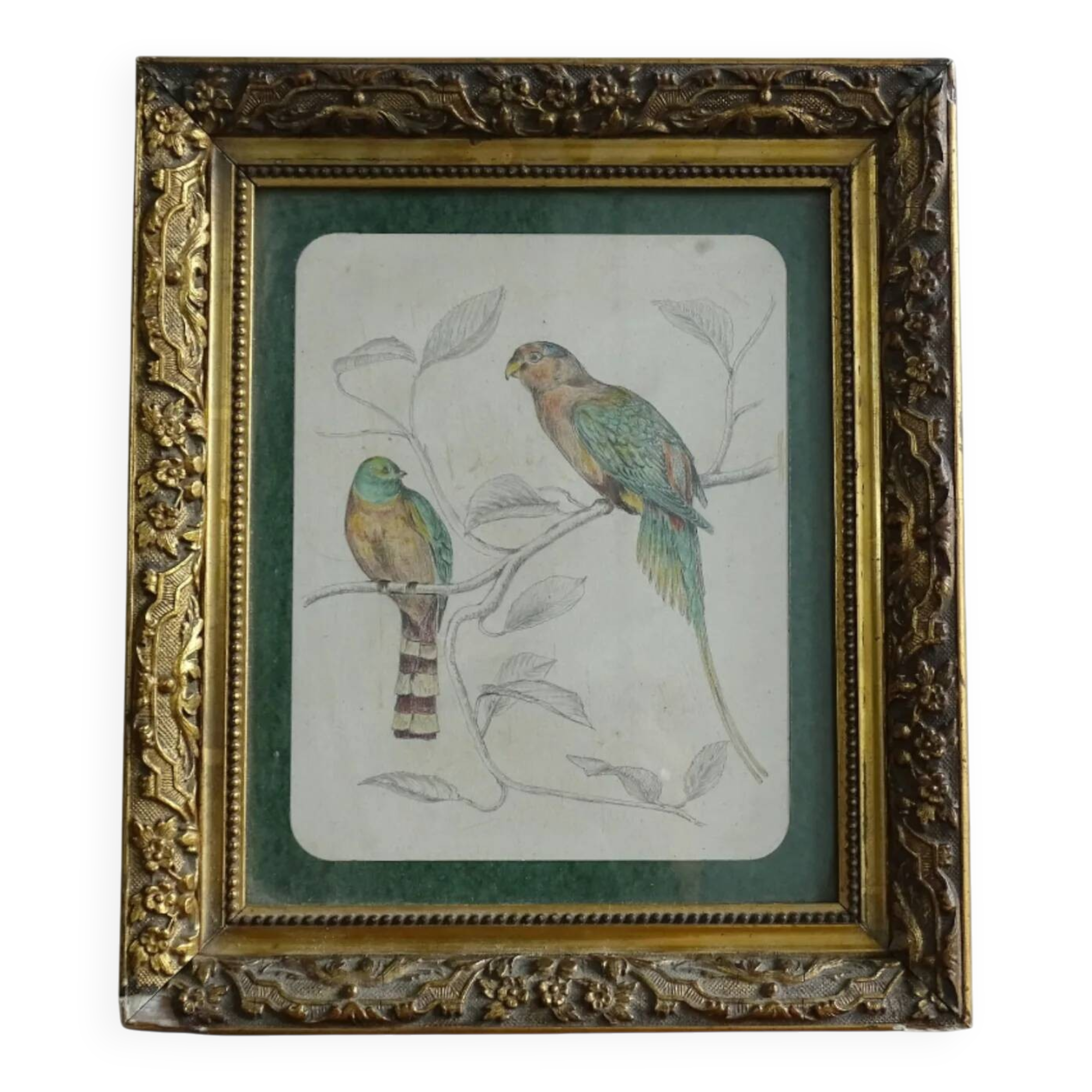 Dessin ancien français d'oiseaux, encadré