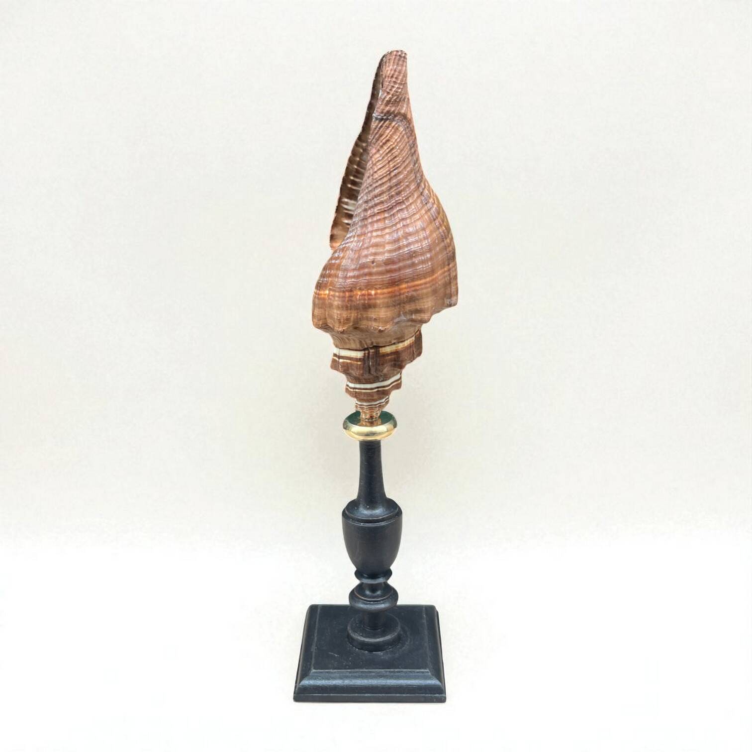 Ancien coquillage Pugilina sur socle en bois tourné - cabinet de curiosités