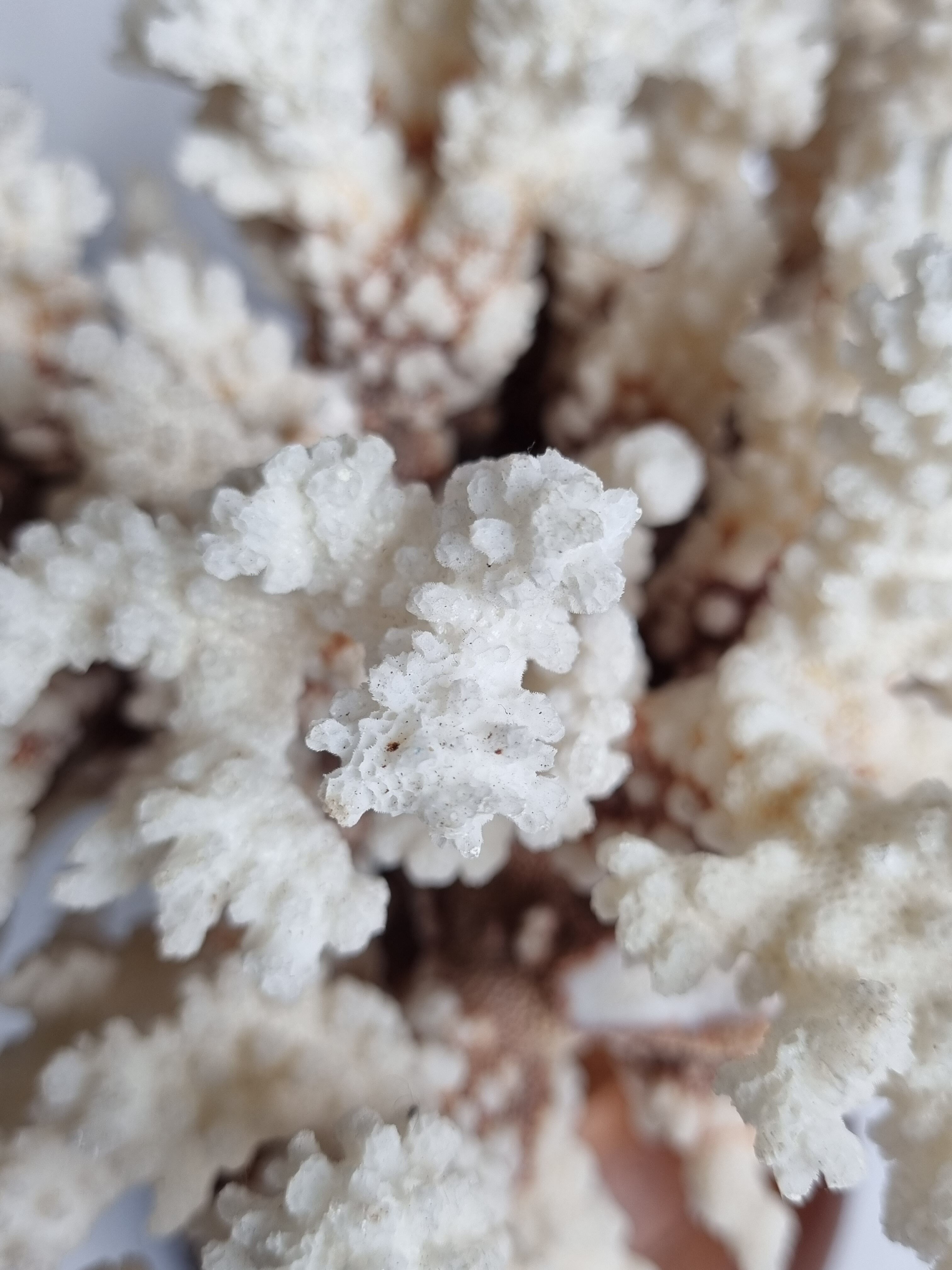 Old white coral in branches on base, 32 cm